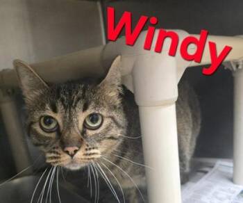 Windy -  Domestic Short Hair Cat for Adoption in Sullivan, Indiana - Windy | PetCurious
