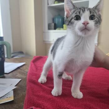 Anakin -  Domestic Short Hair Cat for Adoption in Sedalia, Missouri - Anakin | PetCurious