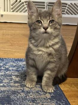 Betty -  Domestic Short Hair Cat for Adoption in Cleveland, Ohio - Betty | PetCurious