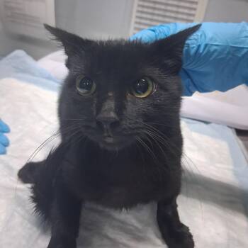 Meowcula -  Domestic Short Hair Cat for Adoption in Summerville, South Carolina - Meowcula | PetCurious
