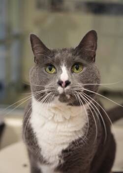 Domestic Short Hair Cats Available for Adoption in Aiken, South Carolina - Nicholas 38203 | PetCurious