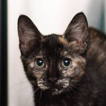 Miracle -  Domestic Short Hair Cat for Adoption in Middletown, Rhode Island - Miracle | PetCurious