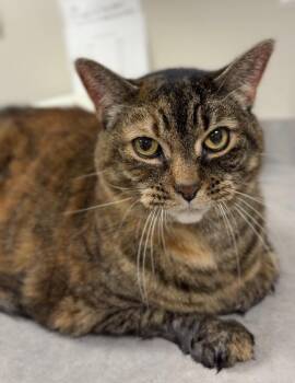 Katniss -  Domestic Short Hair Cat for Adoption in Bemidji, Minnesota - Katniss | PetCurious
