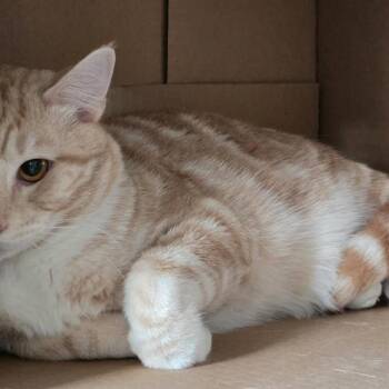 Simon -  Domestic Short Hair Cat for Adoption in Des Moines, Iowa - Simon | PetCurious