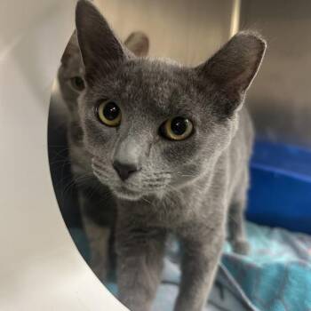 Fedora -  Domestic Short Hair Cat for Adoption in Walnut Creek, California - Fedora | PetCurious