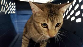CRUSHED -  Domestic Short Hair Cat for Adoption in Aurora, Illinois - CRUSHED | PetCurious