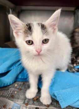 Broom -  Domestic Short Hair Cat for Adoption in Cincinnati, Ohio - Broom | PetCurious