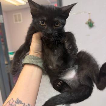 Tail -  Domestic Short Hair Cat for Adoption in Port Charlotte, Florida - Tail | PetCurious