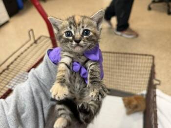 Domestic Short Hair Cats Available for Adoption in Doral, Florida - SALLY | PetCurious