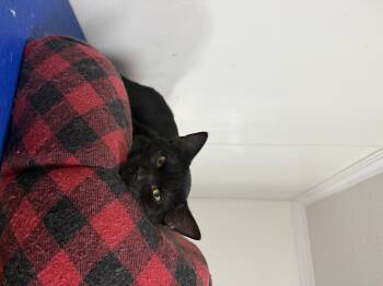 Rescue Domestic Short Hair Cats for Adoption in Hendersonville, Tennessee - Chuy | PetCurious