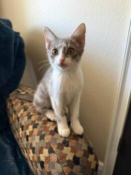 Captain Crunch -  Domestic Short Hair Cat for Adoption in St. Cloud, Florida - Captain Crunch | PetCurious
