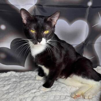 Lilac -  Domestic Short Hair Cat for Adoption in Greensburg, Pennsylvania - Lilac | PetCurious