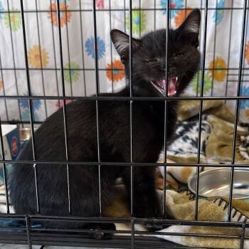 Rescue Domestic Short Hair Cats for Adoption in Bismarck, North Dakota - Curtis | PetCurious
