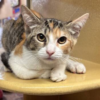 Dora -  Domestic Short Hair Cat for Adoption in Sonora, California - Dora | PetCurious