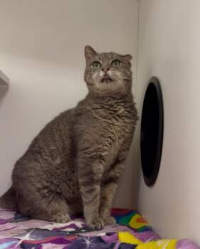 Rescue Domestic Short Hair Cats for Adoption in Frankfort, Kentucky - Sorrell | PetCurious