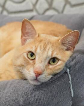 Mufasa -  Domestic Short Hair Cat for Adoption in Novato, California - Mufasa | PetCurious