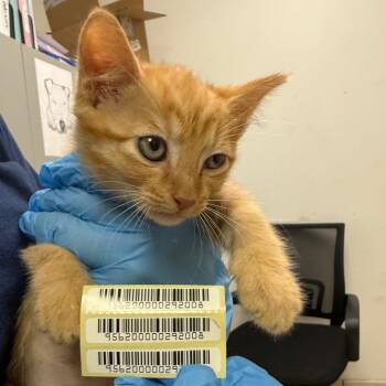 Polka -  Domestic Medium Hair Cat for Adoption in Charleston, West Virginia - Polka | PetCurious