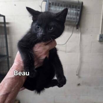 Beau -  Domestic Short Hair Cat for Adoption in Madison, Wisconsin - Beau | PetCurious