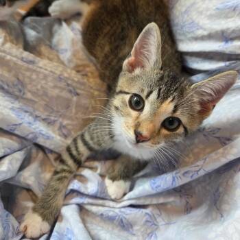 Dain -  Domestic Short Hair Cat for Adoption in Fairfax Station, Virginia - Dain | PetCurious
