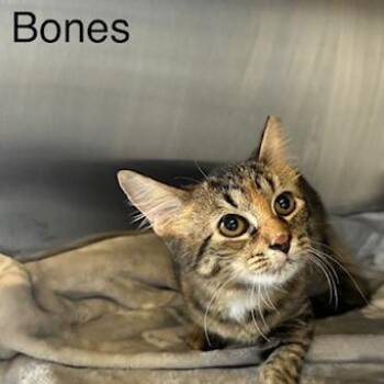 Bones -  Domestic Short Hair Cat for Adoption in Knoxville, Tennessee - Bones | PetCurious