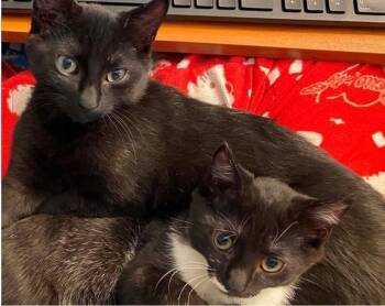 JERMAINE -  Domestic Short Hair Cat for Adoption in Springfield, Massachusetts - JERMAINE | PetCurious