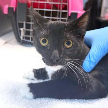 Fernanda -  Domestic Short Hair Cat for Adoption in Providence, Rhode Island - Fernanda | PetCurious