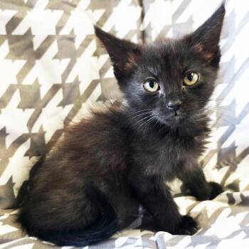 Nadine -  Domestic Short Hair Cat for Adoption in Mt. Juliet, Tennessee - Nadine | PetCurious