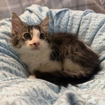 Luigi -  Domestic Long Hair Cat for Adoption in Lewisville, Texas - Luigi | PetCurious