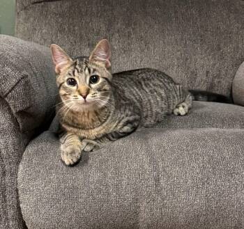 Rescue Domestic Short Hair Cats for Adoption in Sioux City, Iowa - Gasket | PetCurious