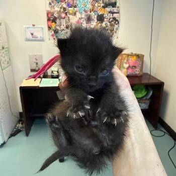 Domestic Short Hair Cats Available for Adoption in Austin, Texas - Viper 6 | PetCurious