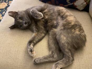 Barbara Janet -  Dilute Calico Cat for Adoption in Richmond, Virginia - Barbara Janet | PetCurious