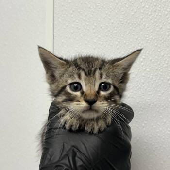 Domestic Short Hair Cats Available for Adoption in Abilene, Texas - Dusk | PetCurious