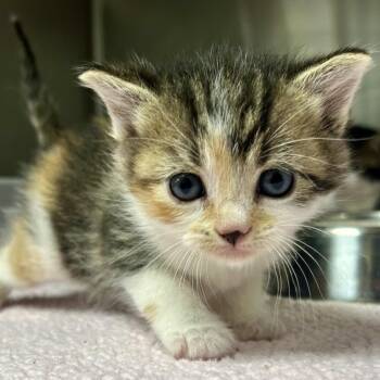 Domestic Short Hair Cats Available for Adoption in Saint Joseph, Missouri - Bernadette | PetCurious