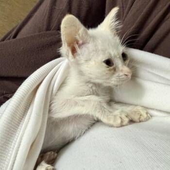 Polly -  Domestic Short Hair Cat for Adoption in San Antonio, Texas - Polly | PetCurious