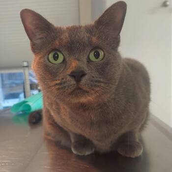 Domestic Short Hair Cats Available for Adoption in Warwick, Rhode Island - Lily | PetCurious
