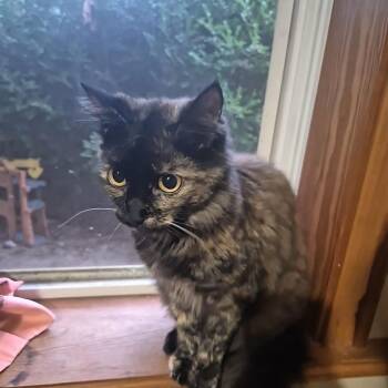 Domestic Long Hair Cats Available for Adoption in Mount Vernon, Arkansas - Ginny | PetCurious