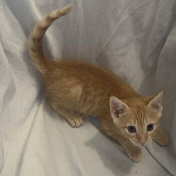 Rome -  Tabby Cat for Adoption in Columbia, South Carolina - Rome | PetCurious