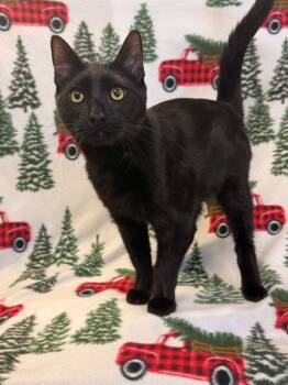 Rescue Domestic Short Hair Cats for Adoption in Newberg, Oregon - Porthos | PetCurious