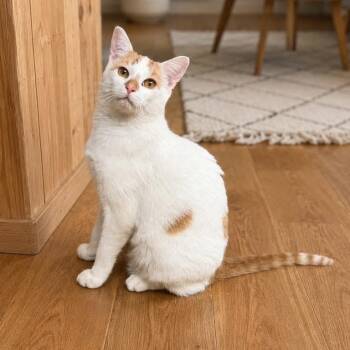 Domestic Short Hair Cats Available for Adoption in Elwood, Illinois - Dorothy  | PetCurious