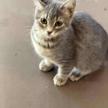 Mel -  Domestic Short Hair Cat for Adoption - Mel | PetCurious