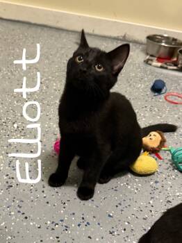 Rescue Domestic Short Hair Cats for Adoption in Rutherfordton, North Carolina - Elliot | PetCurious