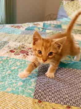 Sonny -  Domestic Short Hair Cat for Adoption in Coatesville, Pennsylvania - Sonny | PetCurious