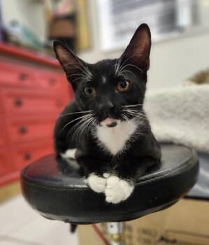 Taco and Tekila -  Domestic Short Hair Cat for Adoption in Hopkinton, Massachusetts - Taco And Tekila | PetCurious