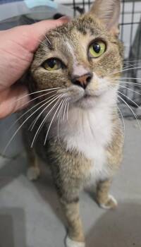 Jewel -  Domestic Short Hair Cat Available for Adoption in Virginia Beach, Virginia - Jewel | PetCurious