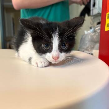 Domestic Short Hair Cats Available for Adoption in Huntington, West Virginia - Airhead | PetCurious