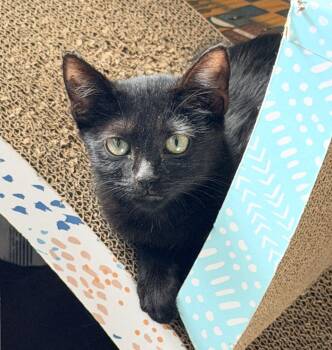 Waldo -  Domestic Short Hair Cat for Adoption in Maineville, Ohio - Waldo | PetCurious