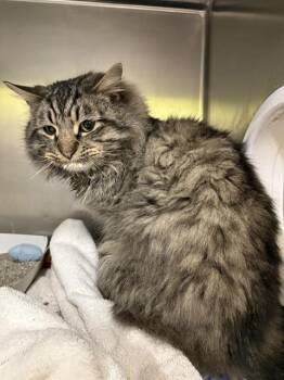 Domestic Long Hair Cats Available for Adoption - CURLY | PetCurious