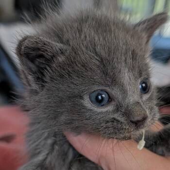 Cotton candy -  Domestic Short Hair Cat for Adoption in Chapel Hill, North Carolina - Cotton Candy | PetCurious