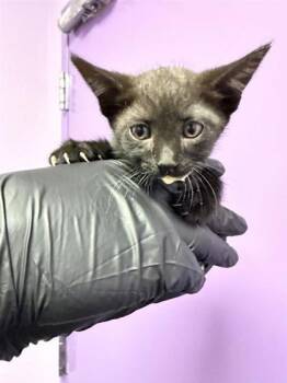 61318458 -  Domestic Medium Hair Cat for Adoption in El Paso, Texas - 61318458 | PetCurious