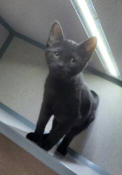 Jane -  Domestic Short Hair Cat for Adoption in Canon City, Colorado - Jane | PetCurious